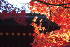 日光東照宮参道の紅葉