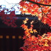 日光東照宮参道の紅葉