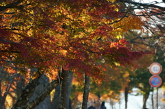 中禅寺湖_紅葉8