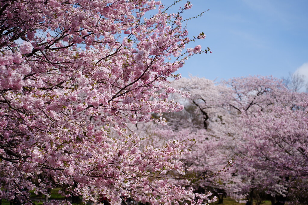 赤城南面千本桜