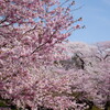 赤城南面千本桜