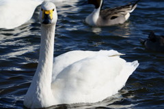 猪苗代湖の白鳥