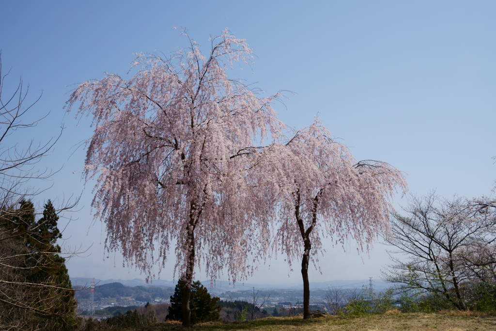妙義神社の枝垂桜