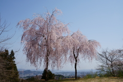 妙義神社の枝垂桜