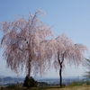 妙義神社の枝垂桜