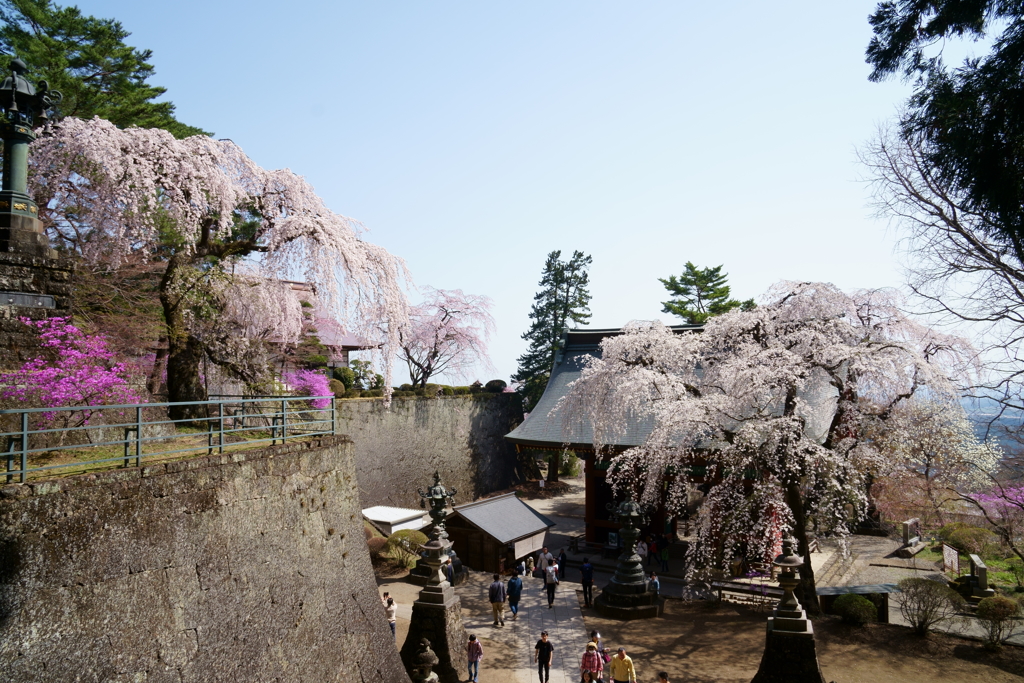 妙義神社の枝垂桜