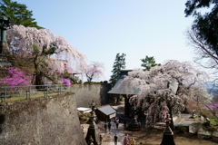 妙義神社の枝垂桜