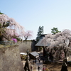 妙義神社の枝垂桜