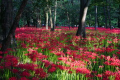 巾着田曼珠沙華まつり 2023