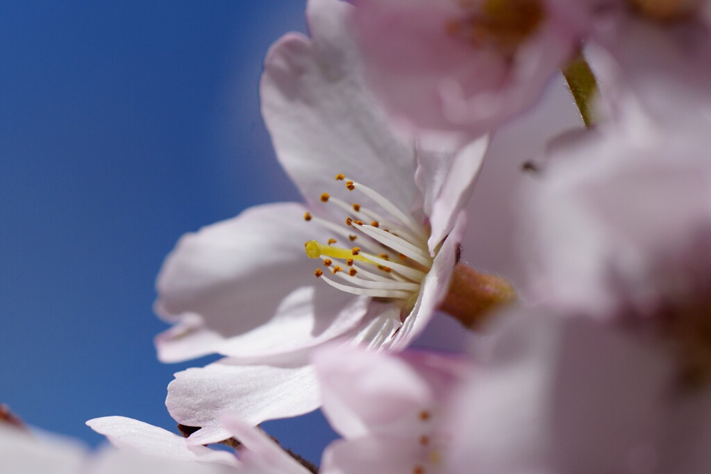 高遠城址公園の桜まつり2025