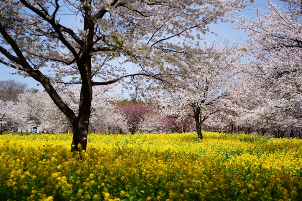 赤城南面千本桜