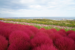 ひたち海浜公園 2018秋