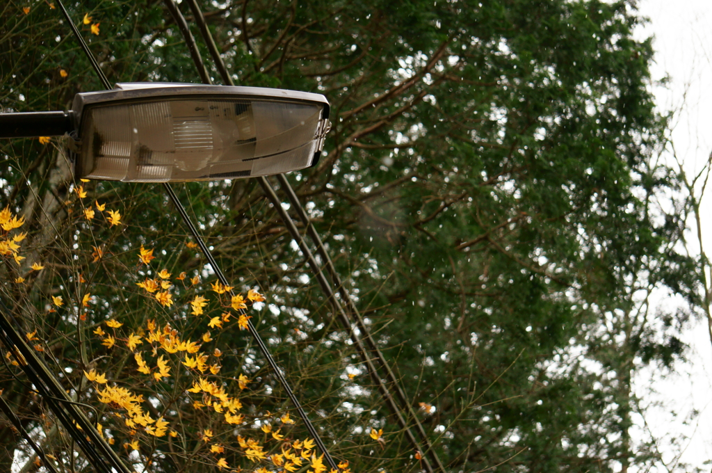 雪がちらちらと