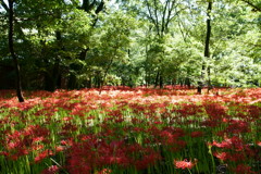 巾着田曼珠沙華まつり2017