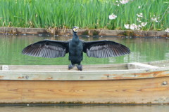 横浜の三溪園