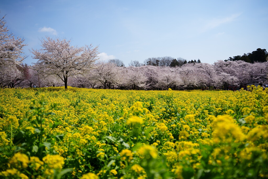 赤城南面千本桜