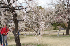 水戸の梅まつり