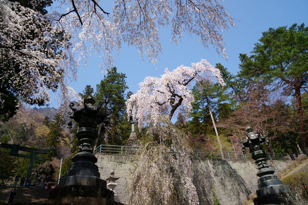 妙義神社の枝垂桜