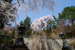 妙義神社の枝垂桜