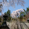 妙義神社の枝垂桜