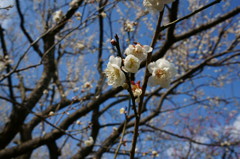 水戸の梅まつり 偕楽園