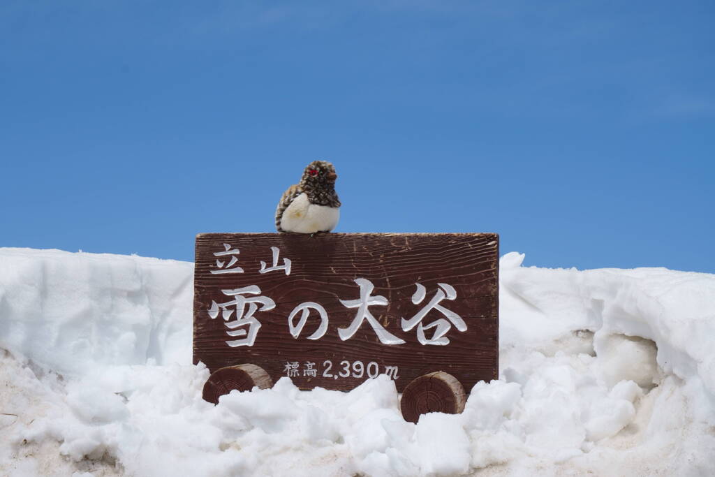 雪の大谷
