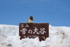 雪の大谷