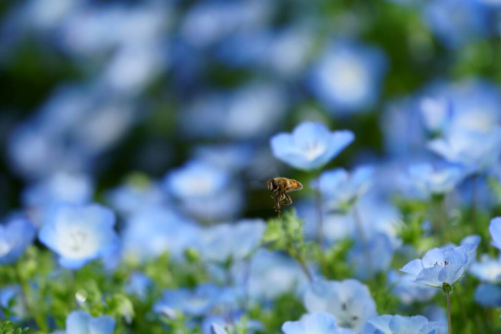 ネモフィラと蜂