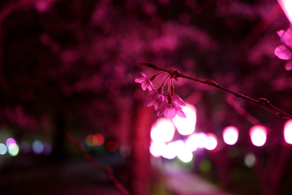 土手の夜桜