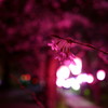 土手の夜桜