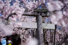 高遠城址公園の桜まつり2025