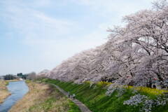 桜並木