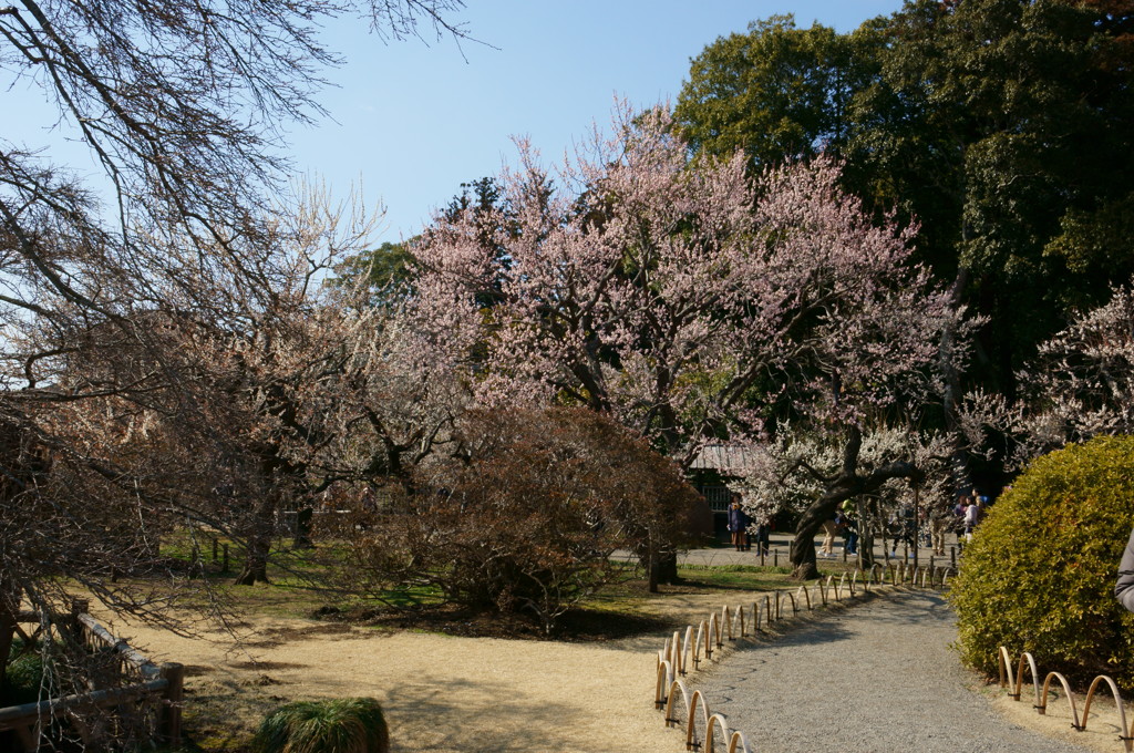 水戸の梅まつり 偕楽園