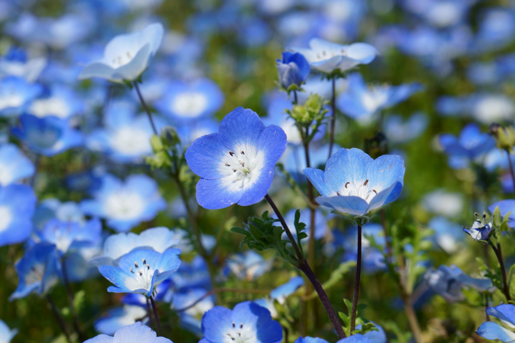 ひたち海浜公園
