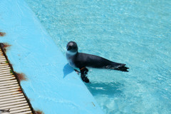 淡島マリンパーク