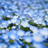 ひたち海浜公園2025春