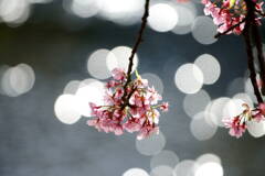伊豆 河津桜まつり