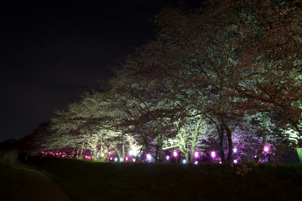 土手の夜桜