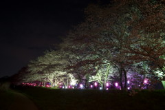 土手の夜桜