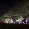 土手の夜桜