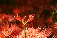 巾着田曼珠沙華まつり2017