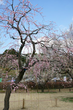 水戸の梅まつり 偕楽園