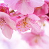 三浦海岸桜まつり