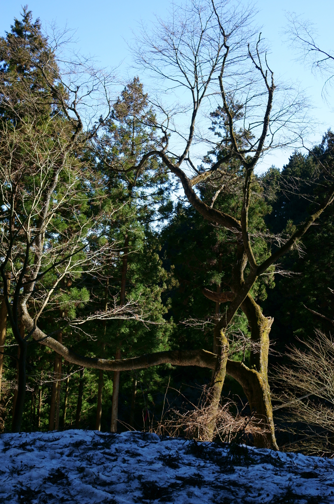 武蔵御嶽神社参道
