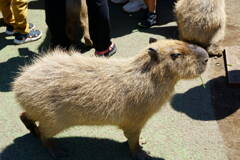 伊豆シャボテン公園のカピバラ