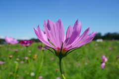 巾着田曼珠沙華まつり2017