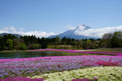富士芝桜まつり