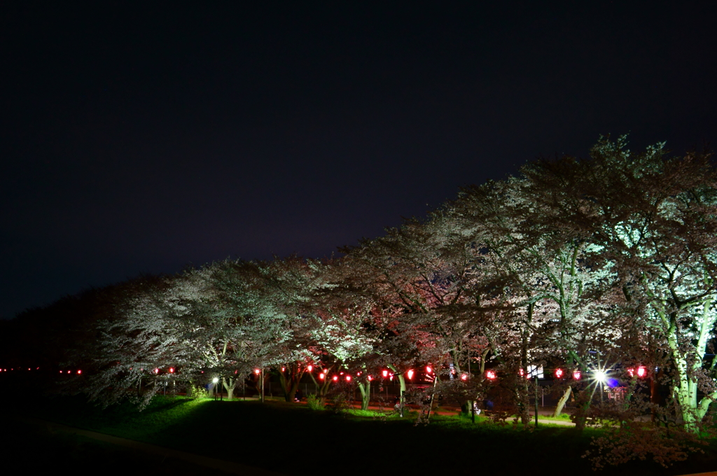 夜桜