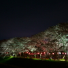 夜桜