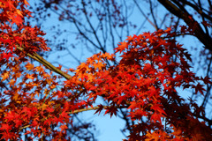 高尾山の紅葉